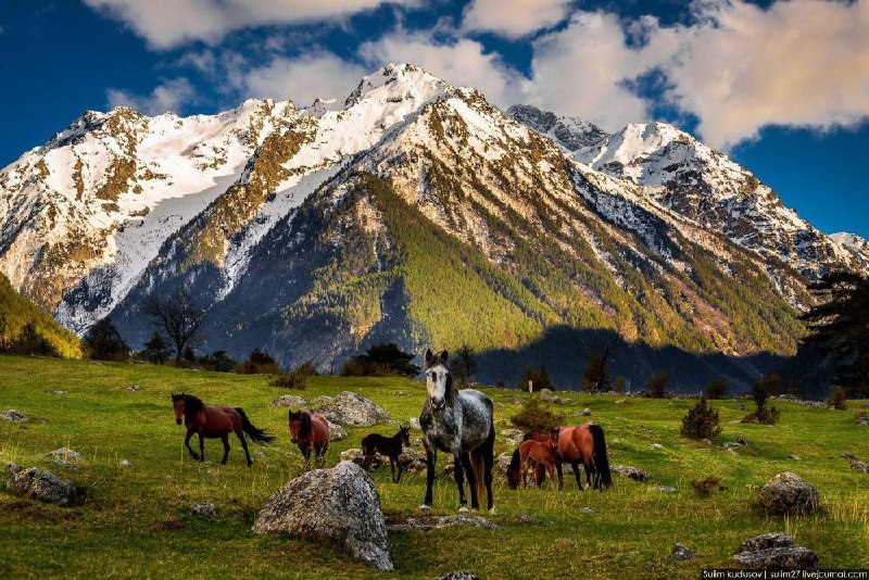 В Карачаево-Черкесии выпустят альманах о карачаевской породе лошадей