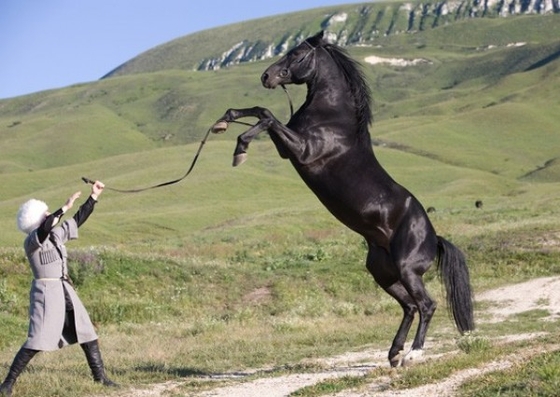 По поручению Главы Карачаево-Черкесии Рашида Темрезова для конной полиции Севастополя выделены 18 лошадей карачаевской породы